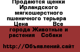 Продаются щенки Ирландского мягкошерстного пшеничного терьера › Цена ­ 30 000 - Все города Животные и растения » Собаки   